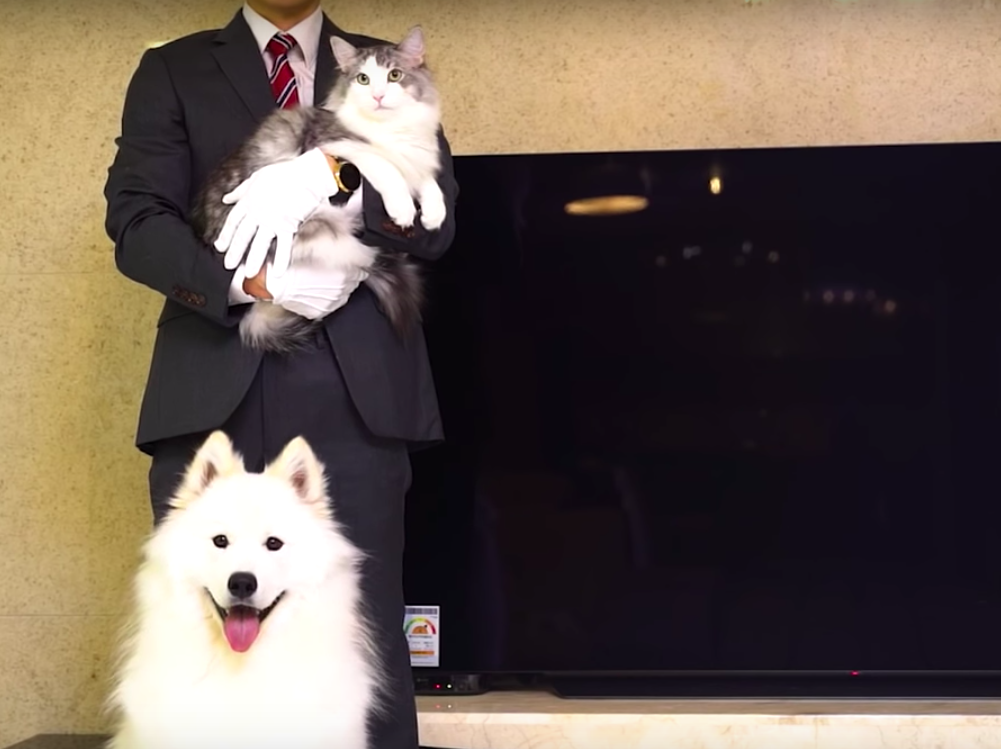 新しいテレビを買った犬と猫