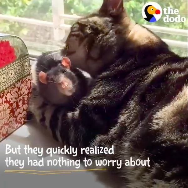 ねずみを毛繕いする猫