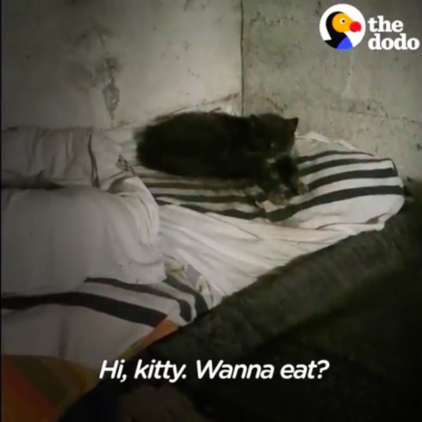 地下室の猫のベッド