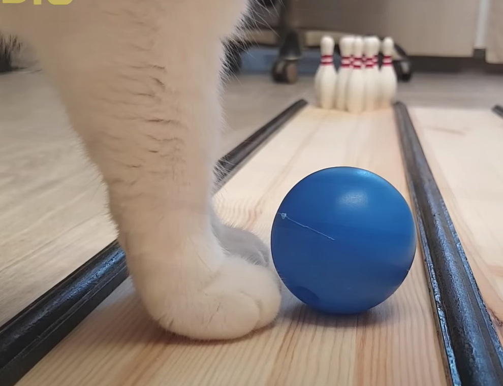 猫ちゃん『ボーリング』に挑戦！見事なボールさばき（？）でピンを倒す