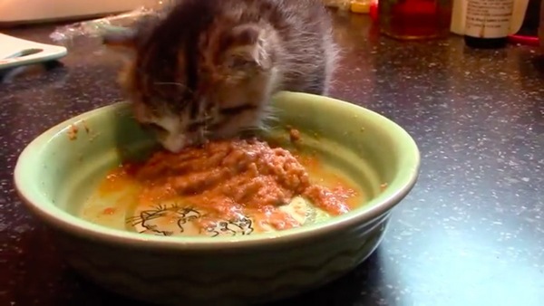 食べ始めたワトソン