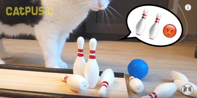 残ったピンを見て悩む猫