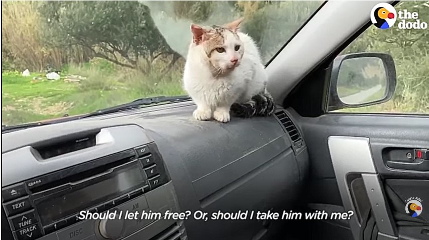 車のフロントに座る猫