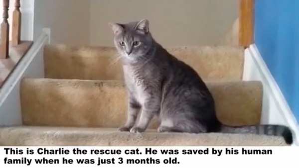 猫のチャーリー