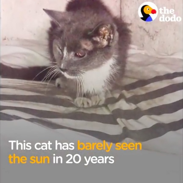 地下室で発見された猫