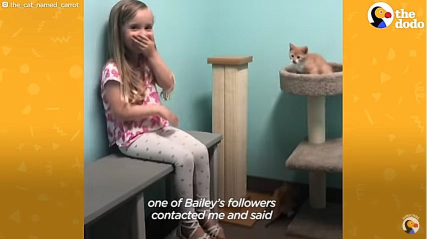 子猫と対面する女の子
