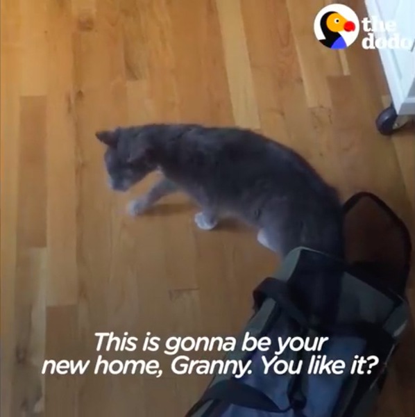 新しいお家での猫