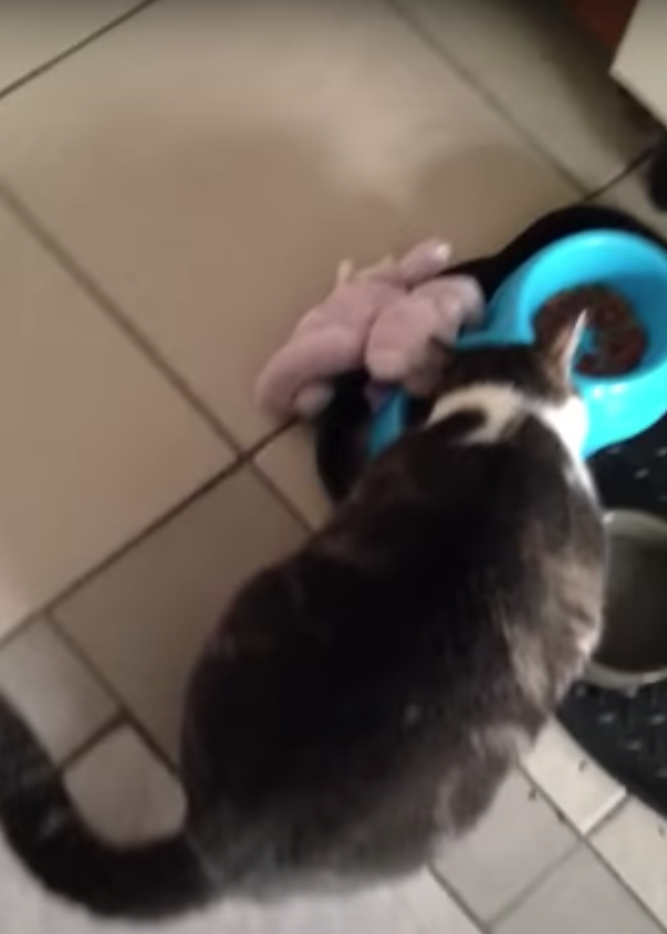 食事を食べる猫
