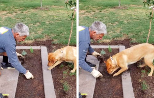 ここ掘って 了解 ガーデニングをする男性と犬の連係プレーが素晴らしい もふたん