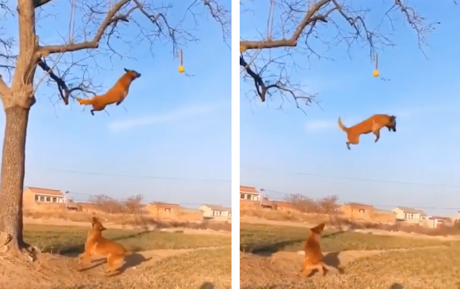 木からジャンプする犬