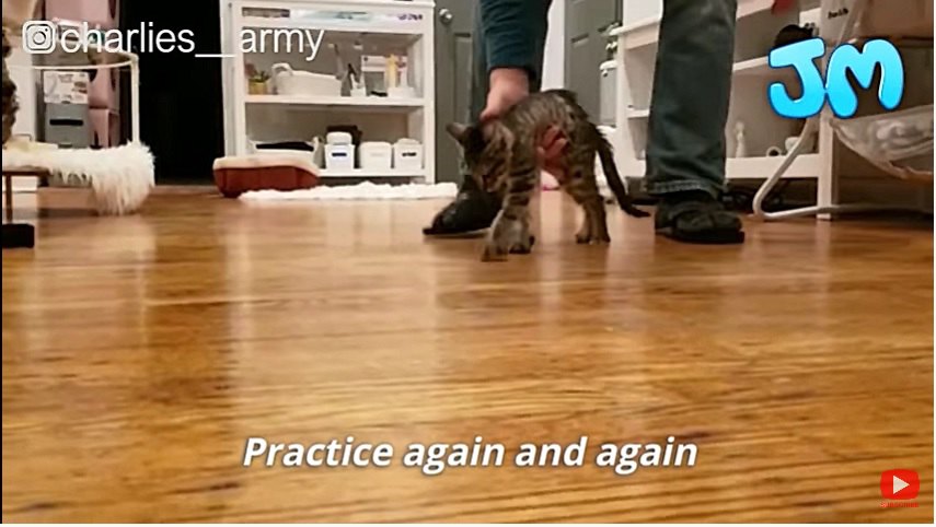 歩く練習をする子猫