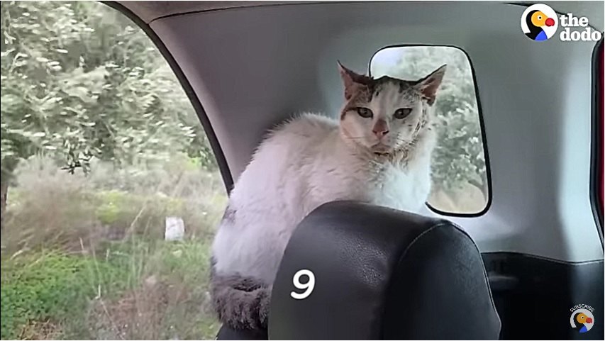 車の中にいる猫