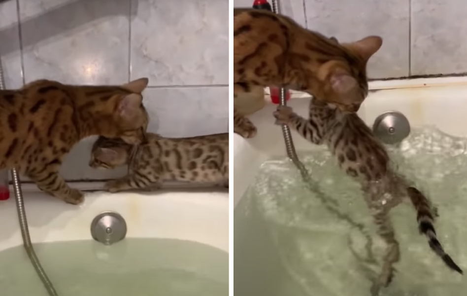 お風呂場から子猫を救助する親猫