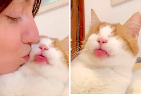 盲目の猫にキスをする女性