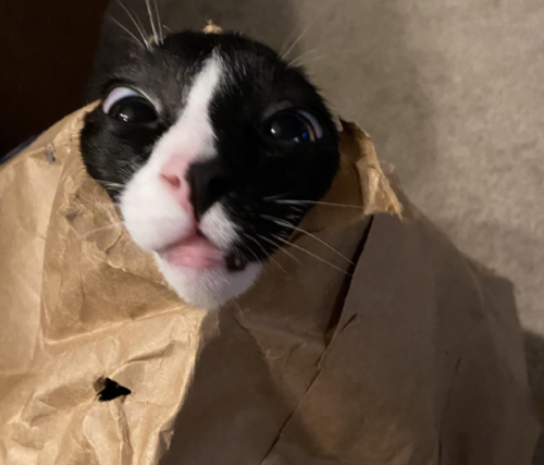 紙袋から生まれた猫