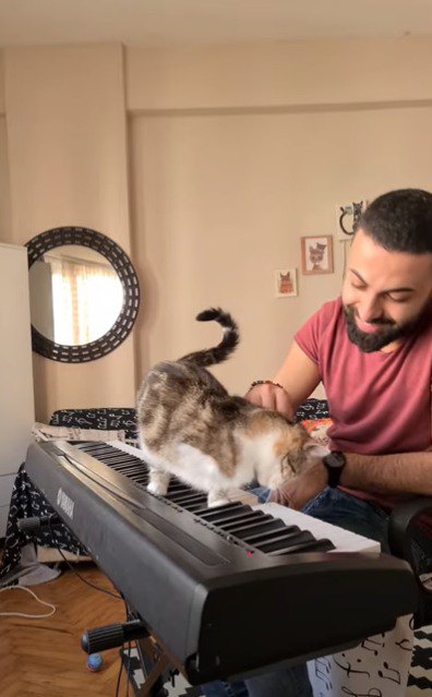 ピアノを弾く飼い主にすりすりする猫