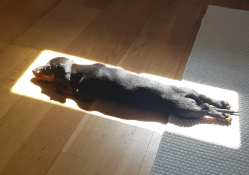 ジャストフィットで日向ぼっこする犬