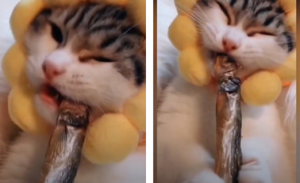ししゃもを食べる猫