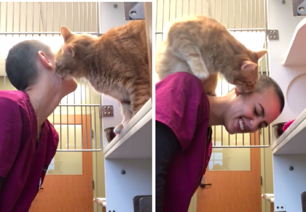 動物病院の猫と挨拶する従業員