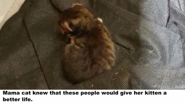 置いて行った子猫
