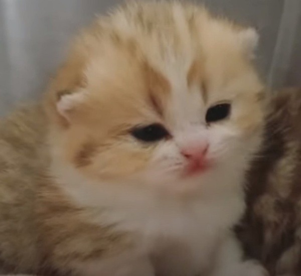 眠くなってきたマンチカンの子猫