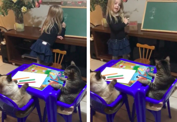 猫にお絵かきを教えている女の子