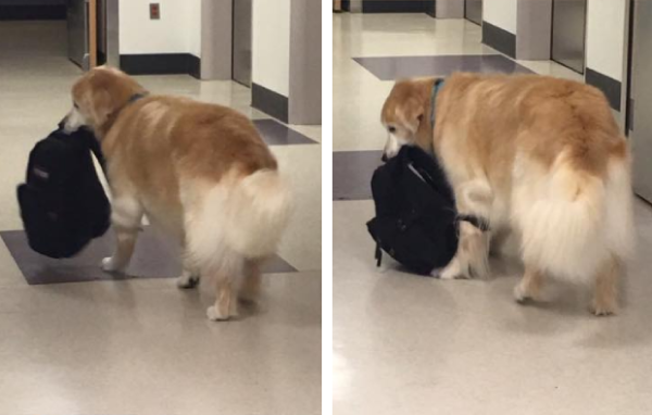バッグを運ぶセラピー犬