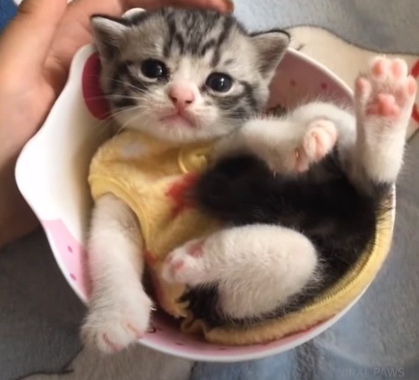 カップに入る子猫