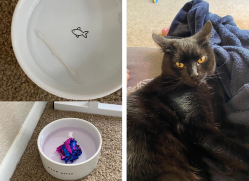 水皿に綿棒を沈める猫
