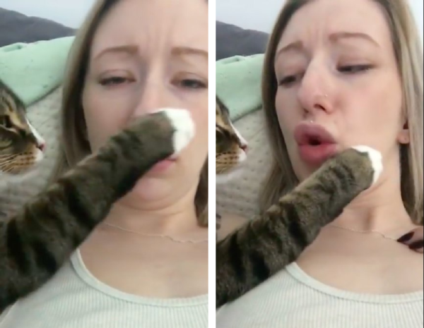 飼い主の顔を触る猫