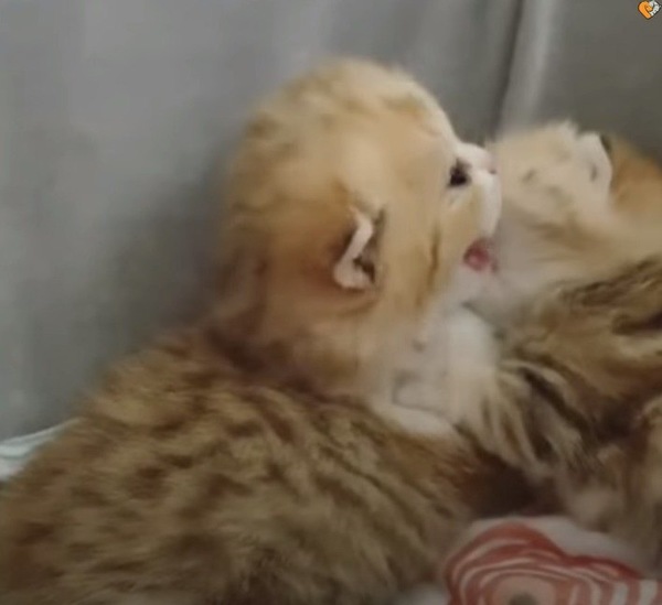 ジャれあうマンチカンの子猫
