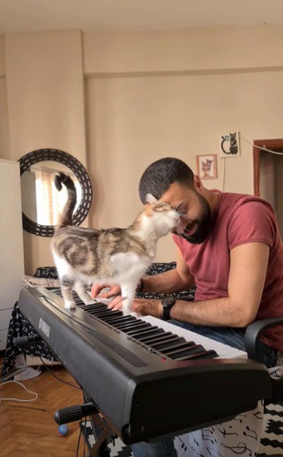 ピアニストと猫