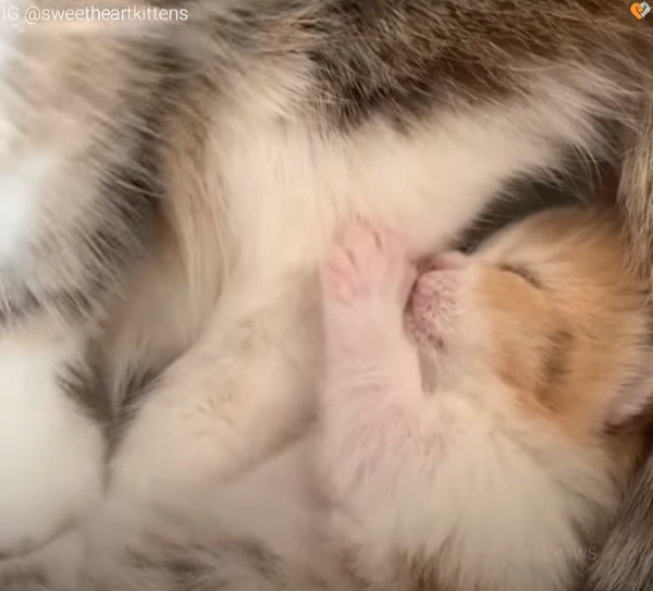 授乳中のマンチカンの子猫