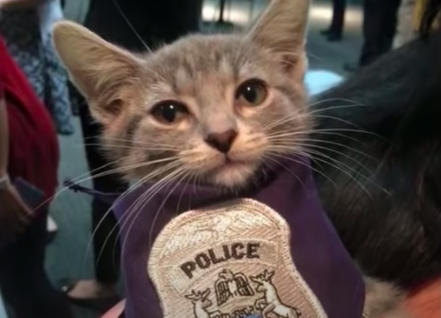 猫警察