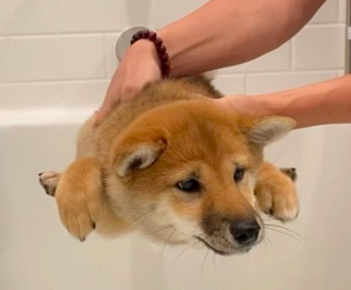 どうしても嫌 水に触れるのを極端に嫌がる柴犬の子犬 キウイちゃん もふたん