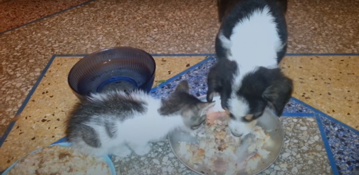 一緒にご飯を食べる子犬と子猫