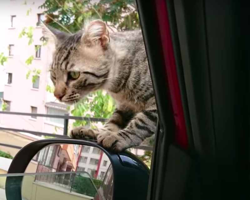 ねぇねぇ お家に行ってもいい 車に侵入した野良猫と家族に するとnnnの口コミで幸せの連鎖反応が発生した もふたん