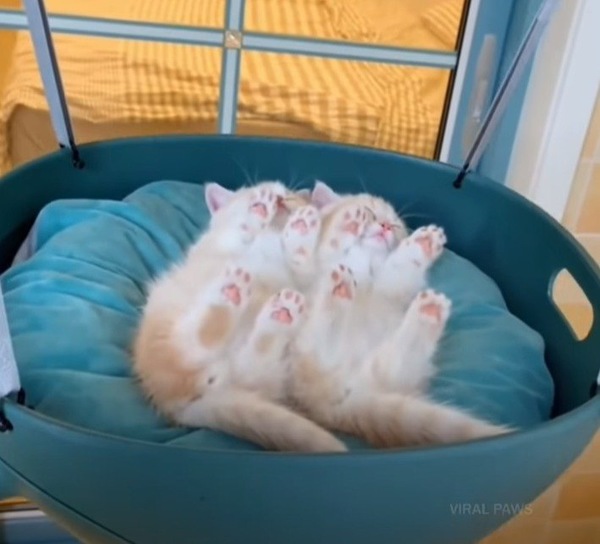 仰向けで寝る子猫2ひき