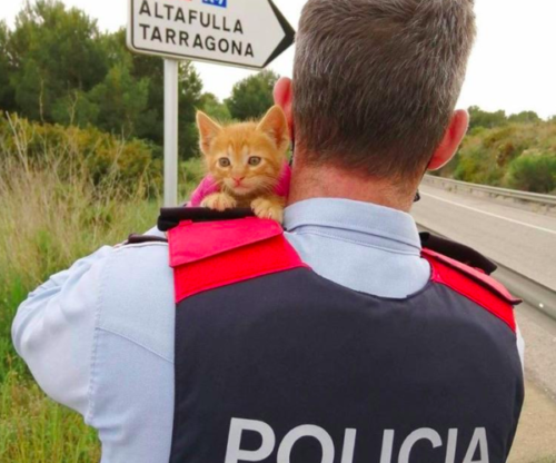 警察官と子猫