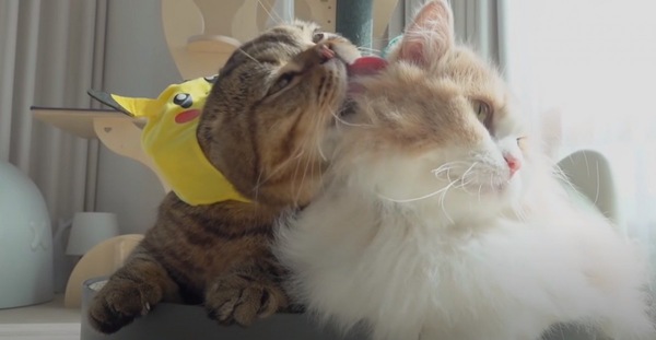 猫モンゲットだぜ ポケモンになった猫ちゃん達の ゆるゆるバトル もふたん