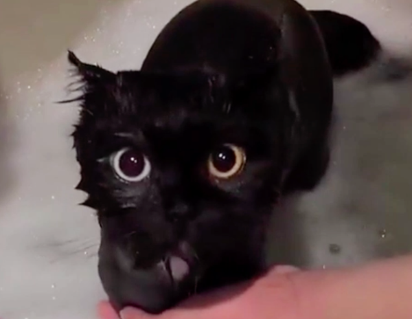 黒い真珠 オッドアイの黒猫さんの入浴シーンに世界が魅了される もふたん