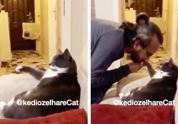 ハンドキスされる猫