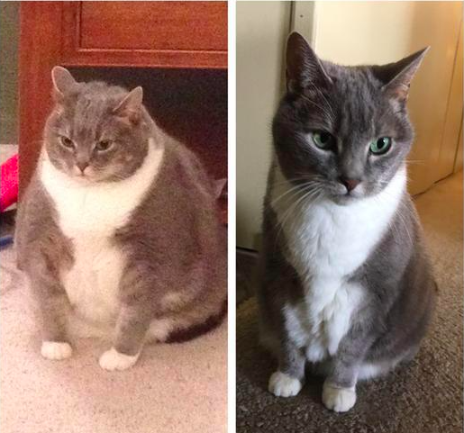 デブ猫ビフォアフター 巨漢から健康スリムへ ダイエットに大成功した猫たち１１選 もふたん