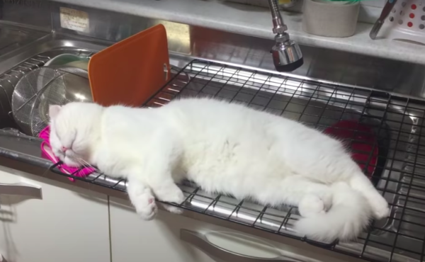 キッチンのシンクの上で寝る猫
