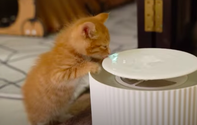給水機で水を飲む子猫