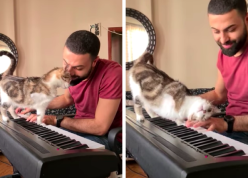 ピアノの音色にうっとりする猫