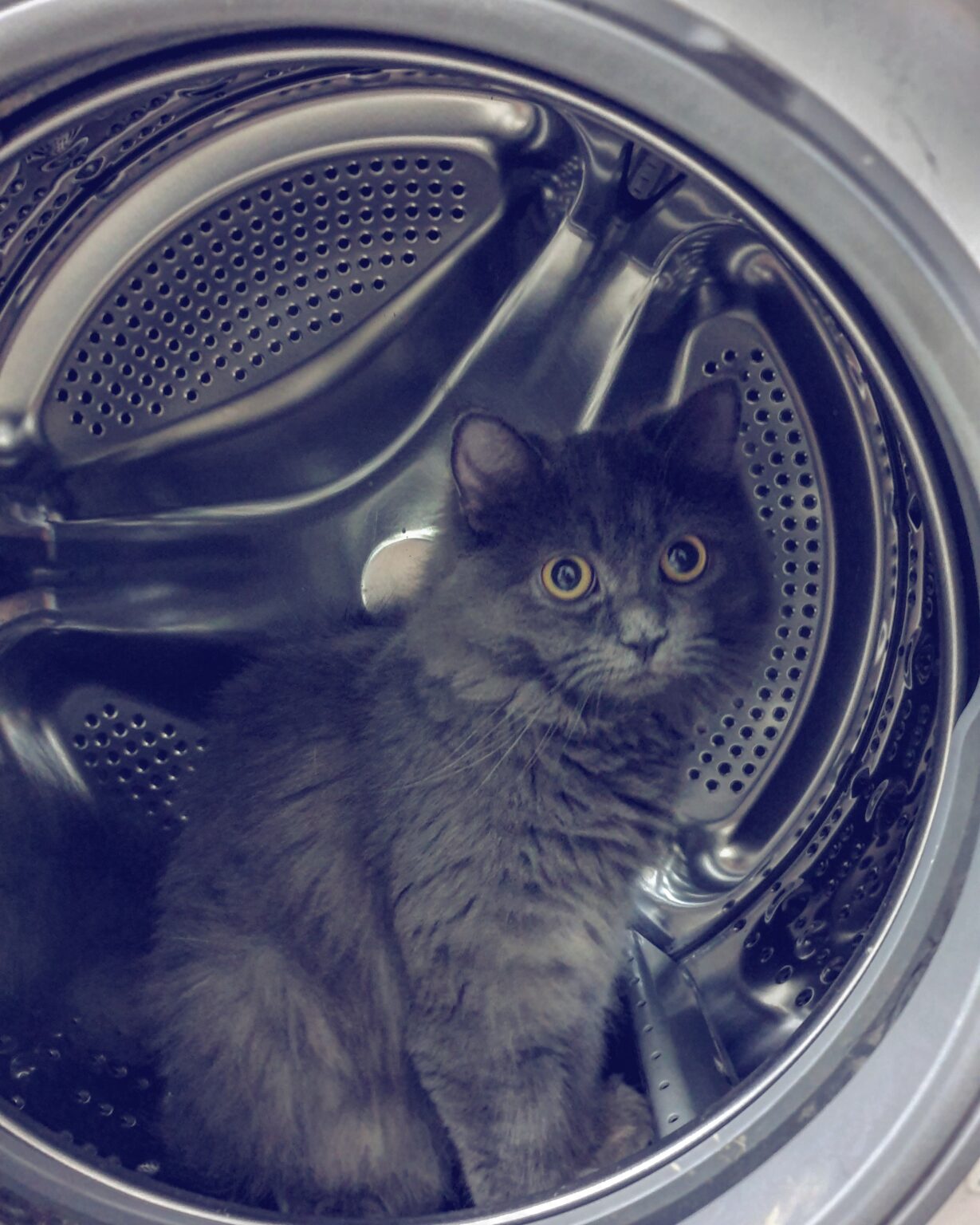 洗濯槽の中にいた猫