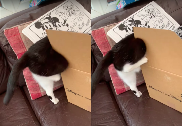 箱に入れない猫