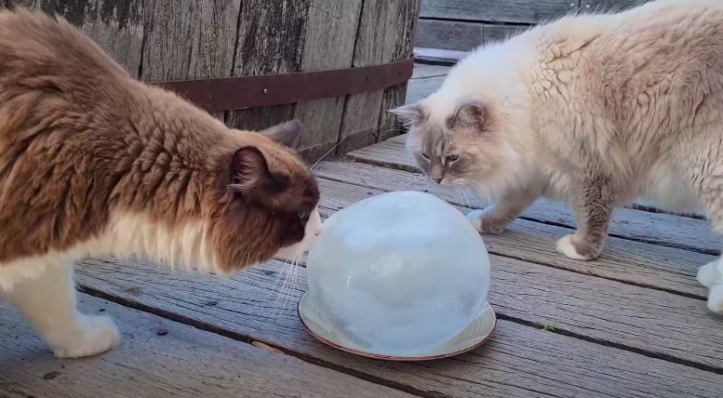 氷の玉と猫