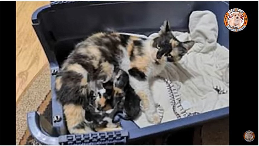 家の中で授乳をする母猫